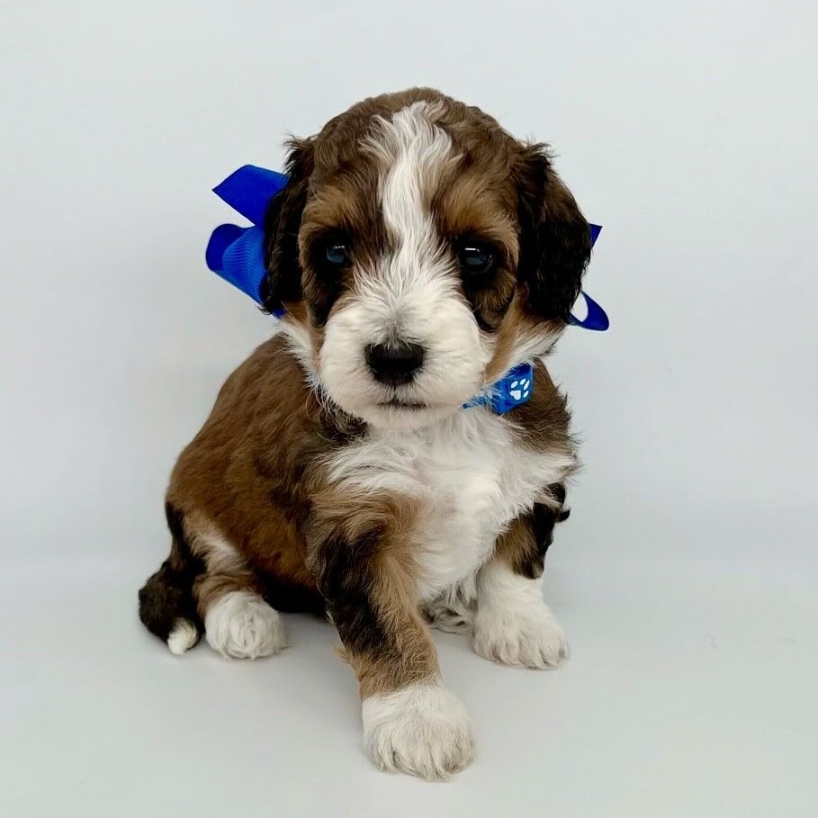 Miniature Bernedoodle For Sale