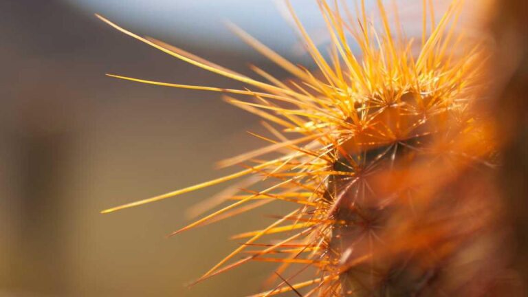 Why Is Cricbet99 Hack Apk Download Considered Risky?